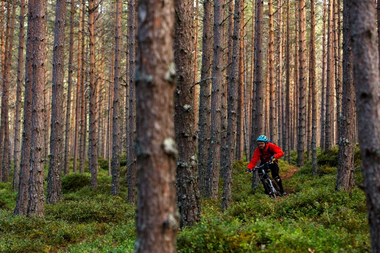 Flyplasstien har mye til felles med stiene på motsatt side av Kaupanger. Knut Myking blir liten blant store trær på Berg-og dalbane-stien. / Stisykling i Norge.