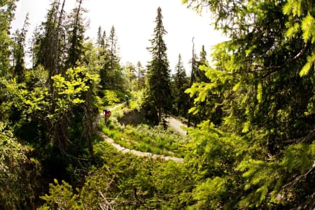 Flere av stiene i området over alpinanlegget går langs gamle vannføringskanaler fra gruvedriften. Sykle for all del ved siden av, ikke oppå disse gamle trekonstruksjonene! / Stisykling i Norge.