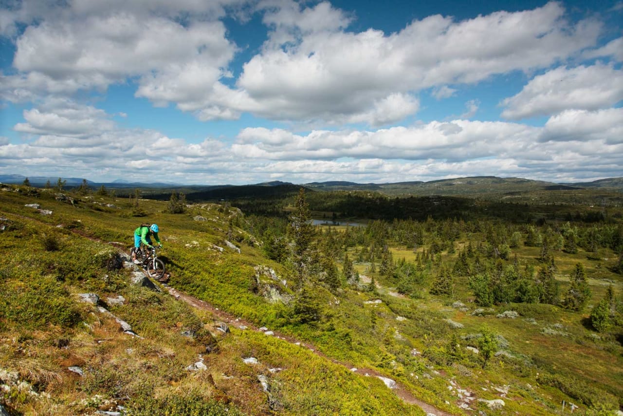 Det meste av terrenget rundt Skeikampen kan omtales som snaufjell, men ved Kyrakampen får Torger Fenstad likevel syklet litt mellom trær. / Stisykling i Norge.
