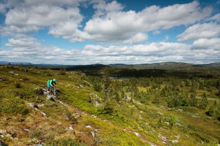 Det meste av terrenget rundt Skeikampen kan omtales som snaufjell, men ved Kyrakampen får Torger Fenstad likevel syklet litt mellom trær. / Stisykling i Norge.
